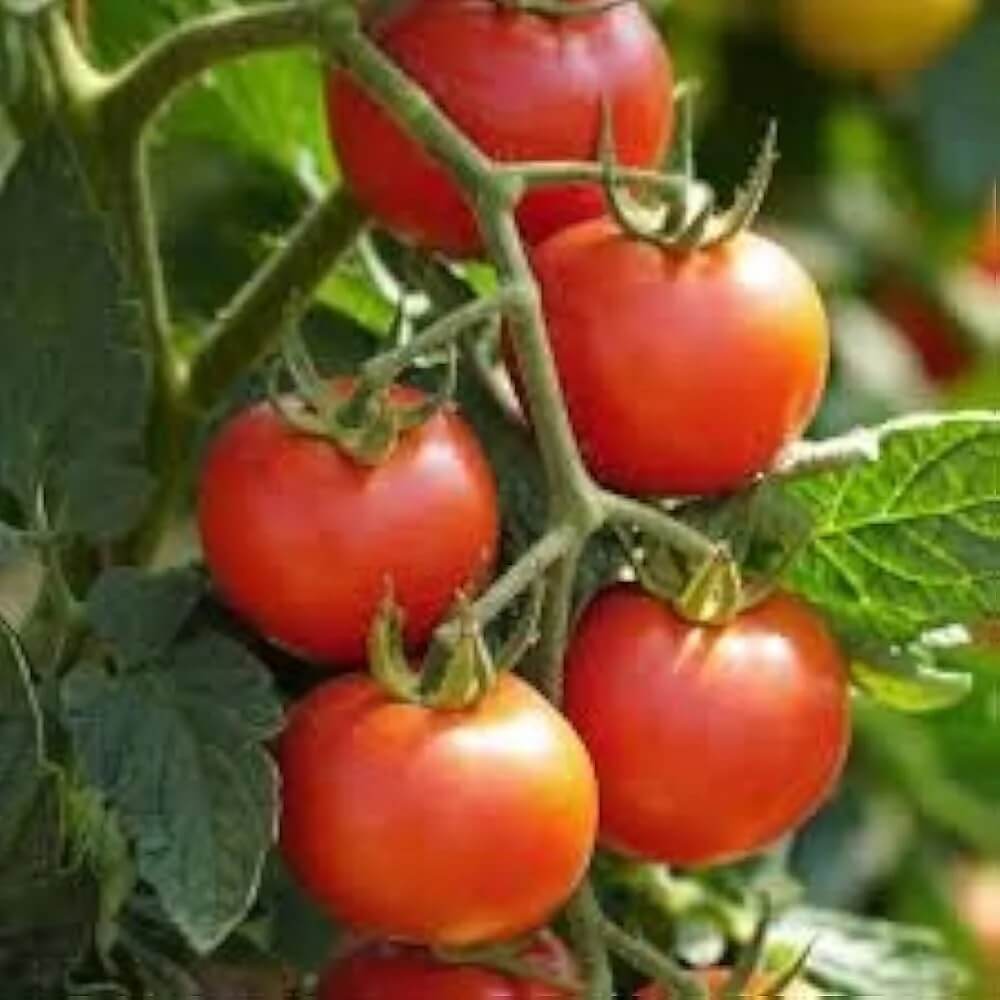 Tomato Seeds – Peron Sprayless