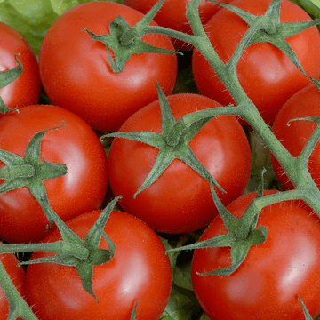 Tomato Seeds – Peron Sprayless