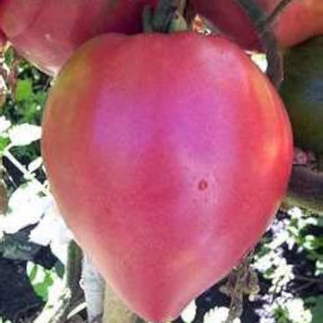 Tomato Seeds – Pink Oxheart