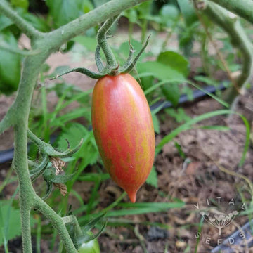 Tomato Seeds – Pink Tiger