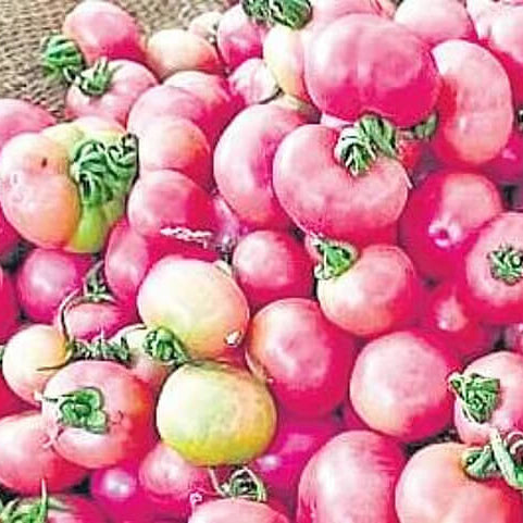 Tomato Seeds – Pink and Yellow