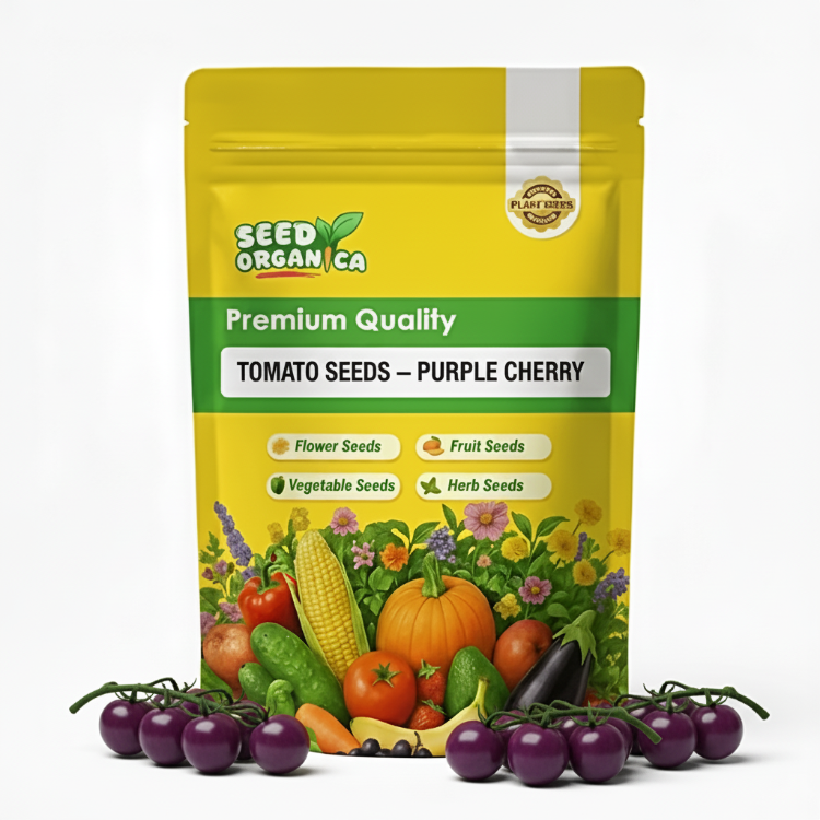 Tomato Seeds –  Purple Cherry