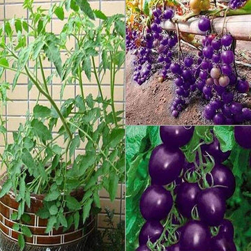 Tomato Seeds – Purple Grape Cherry