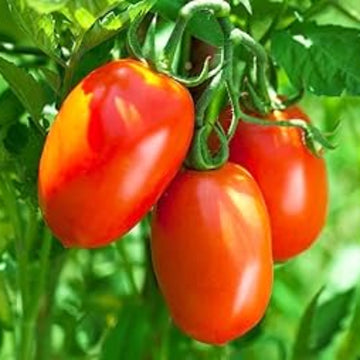 Tomato Seeds – Purple Red