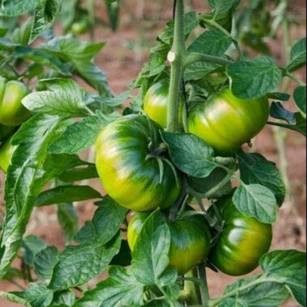 Tomato Seeds – RAF