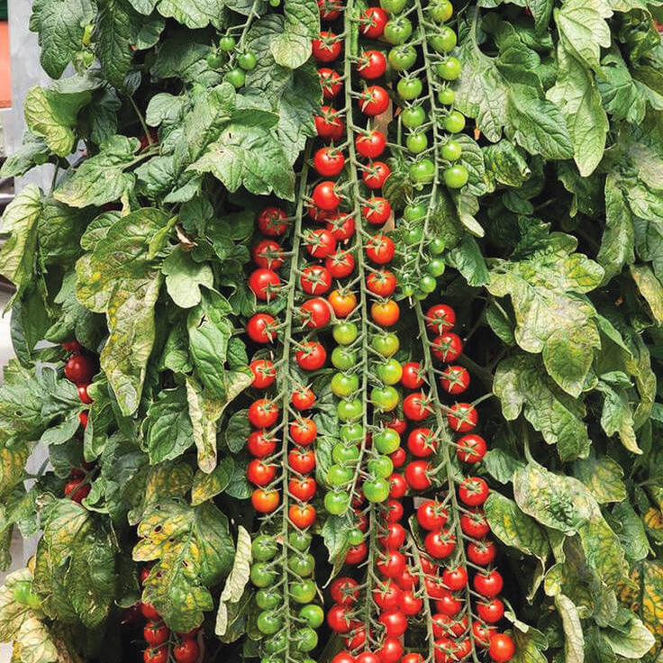 Tomato Seeds – Rapunzel