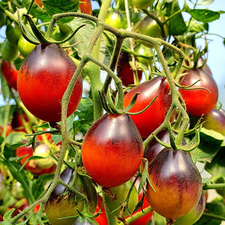 Tomato Seeds – Red Black