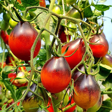 Tomato Seeds – Red Black