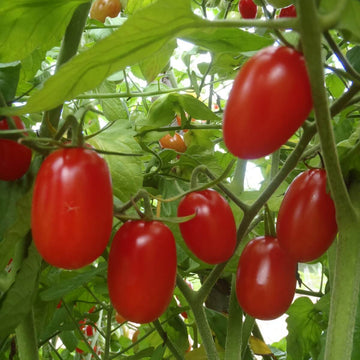 Tomato Seeds – Red Grape Cherry