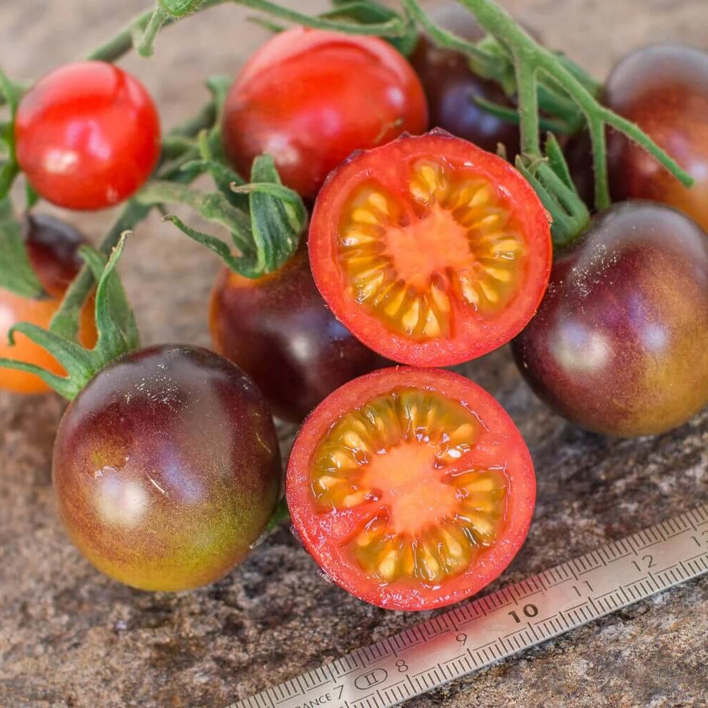Tomato Seeds – Red Gray