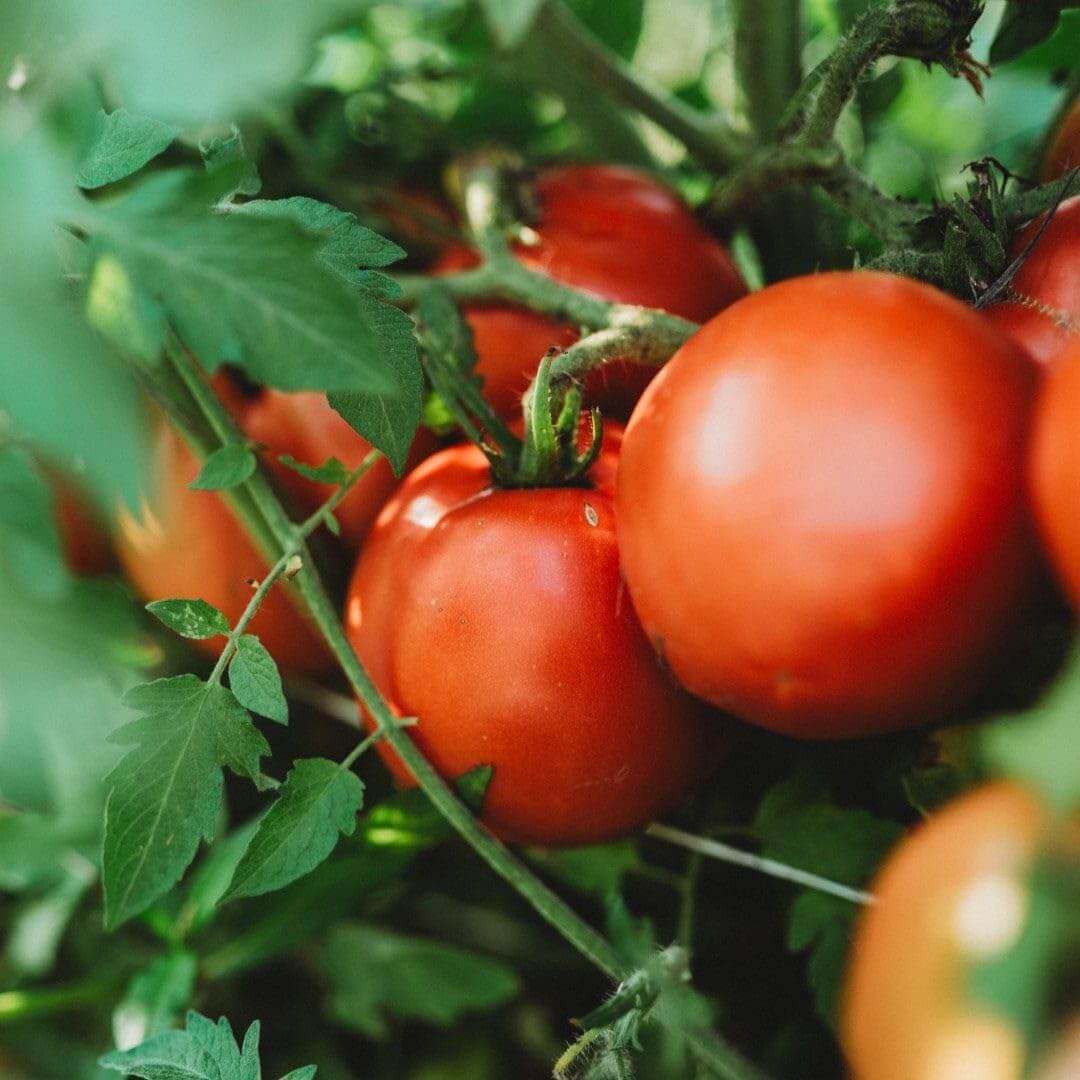 Tomato Seeds – Red Grushovka