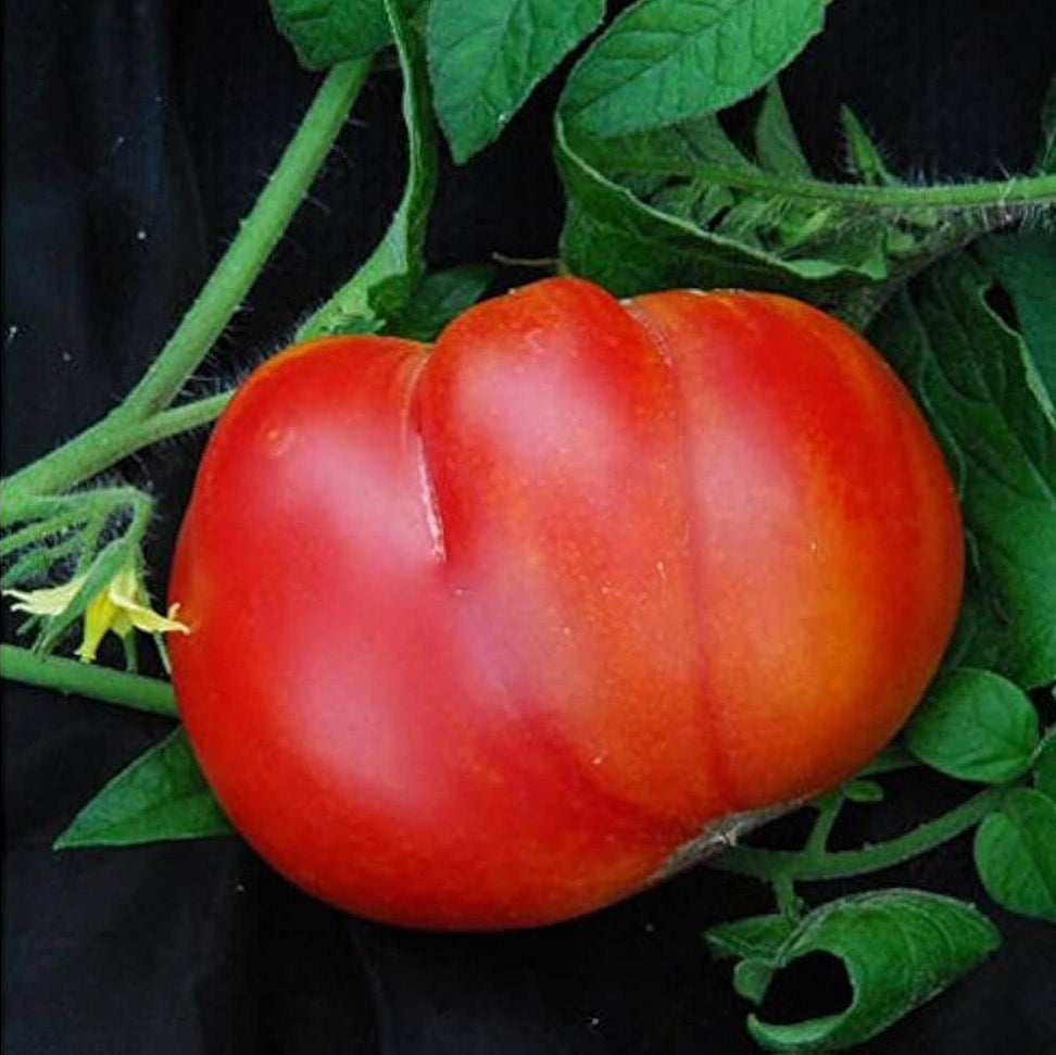Tomato Seeds – Red Mortgage