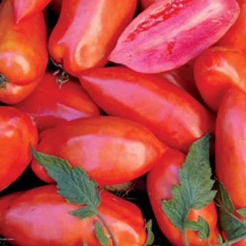 Tomato Seeds – Red Opalka