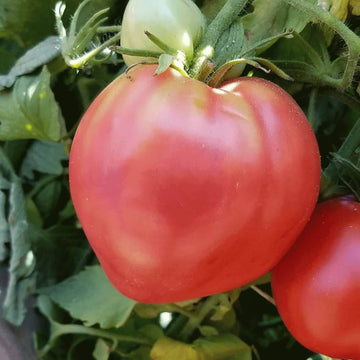 Tomato Seeds – Red Oxheart