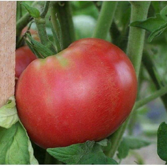 Tomato Seeds – Red Rose