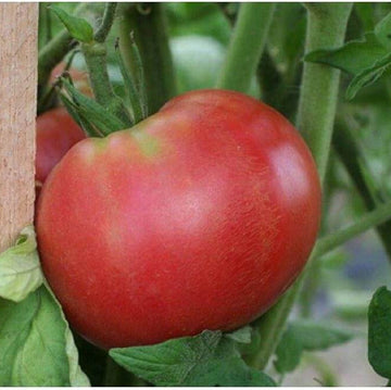 Tomato Seeds – Red Rose