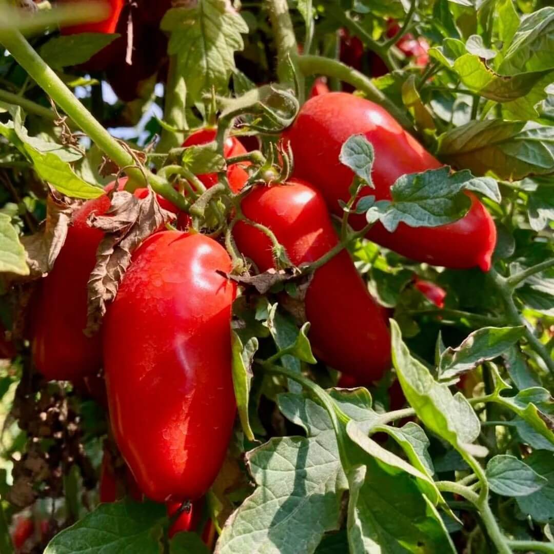 Tomato Seeds – Red San Marzano