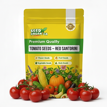 Tomato Seeds – Red San Marzano