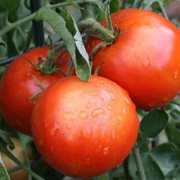 Tomato Seeds – Red Siberian