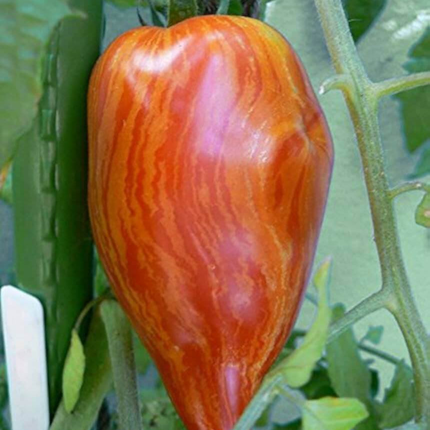 Tomato Seeds – Red Speckle