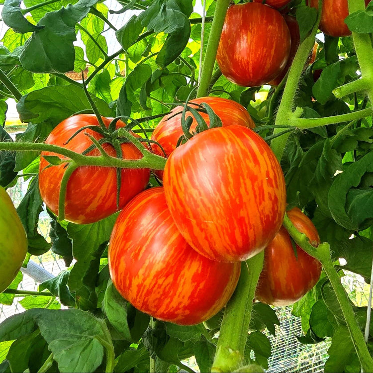 Tomato Seeds – Red Yellow