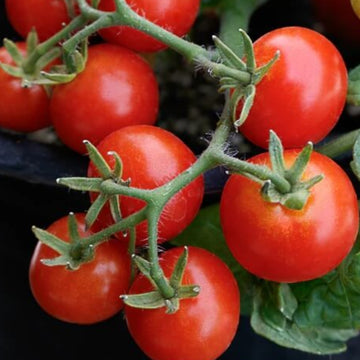 Tomato Seeds – Robin