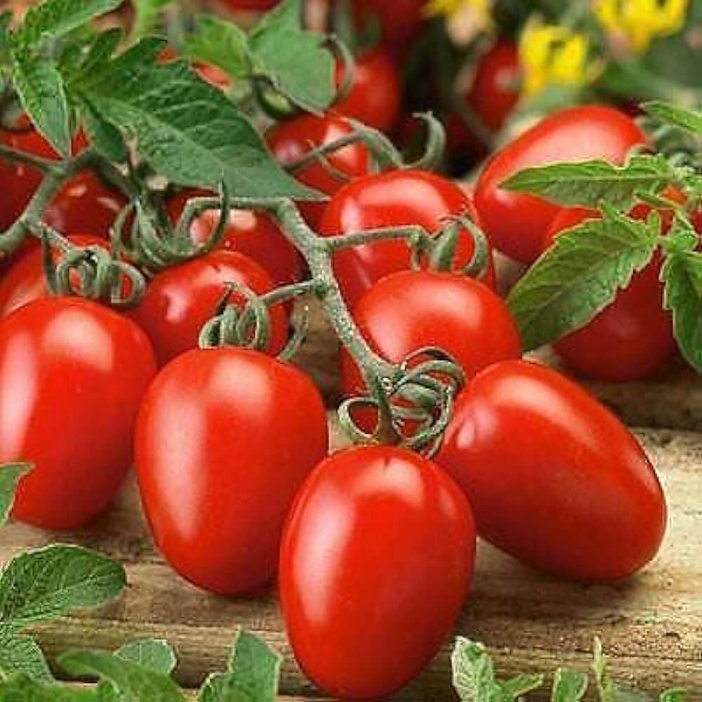 Tomato Seeds – Roma