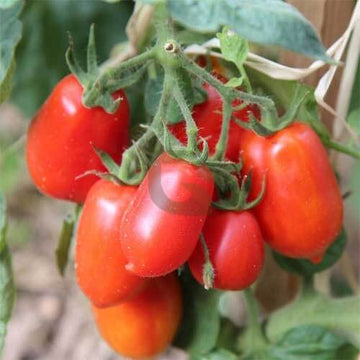 Tomato Seeds – Roma VF