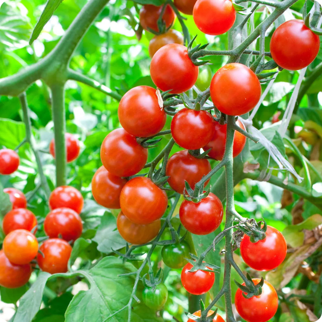 Tomato Seeds – Rosalita Cherry