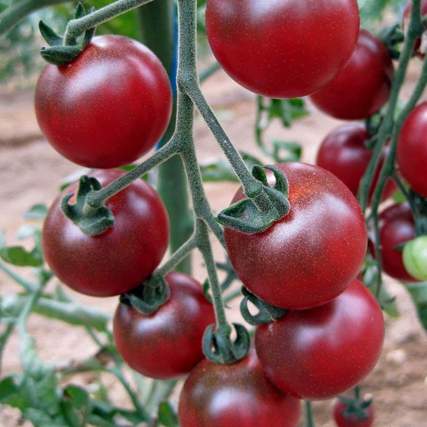 Tomato Seeds – Rosella