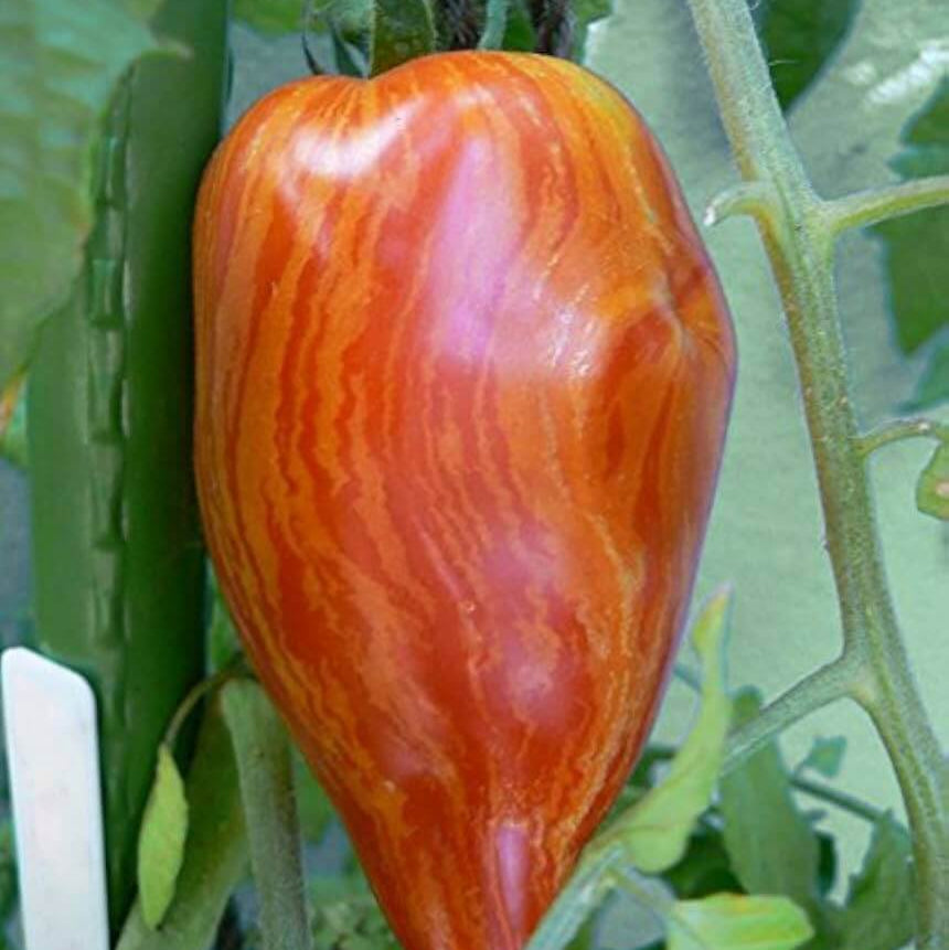 Tomato Seeds – Speckled Roma