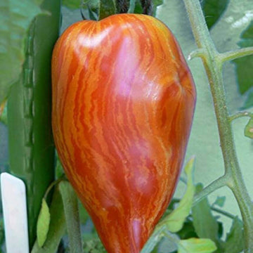 Tomato Seeds – Speckled Roma