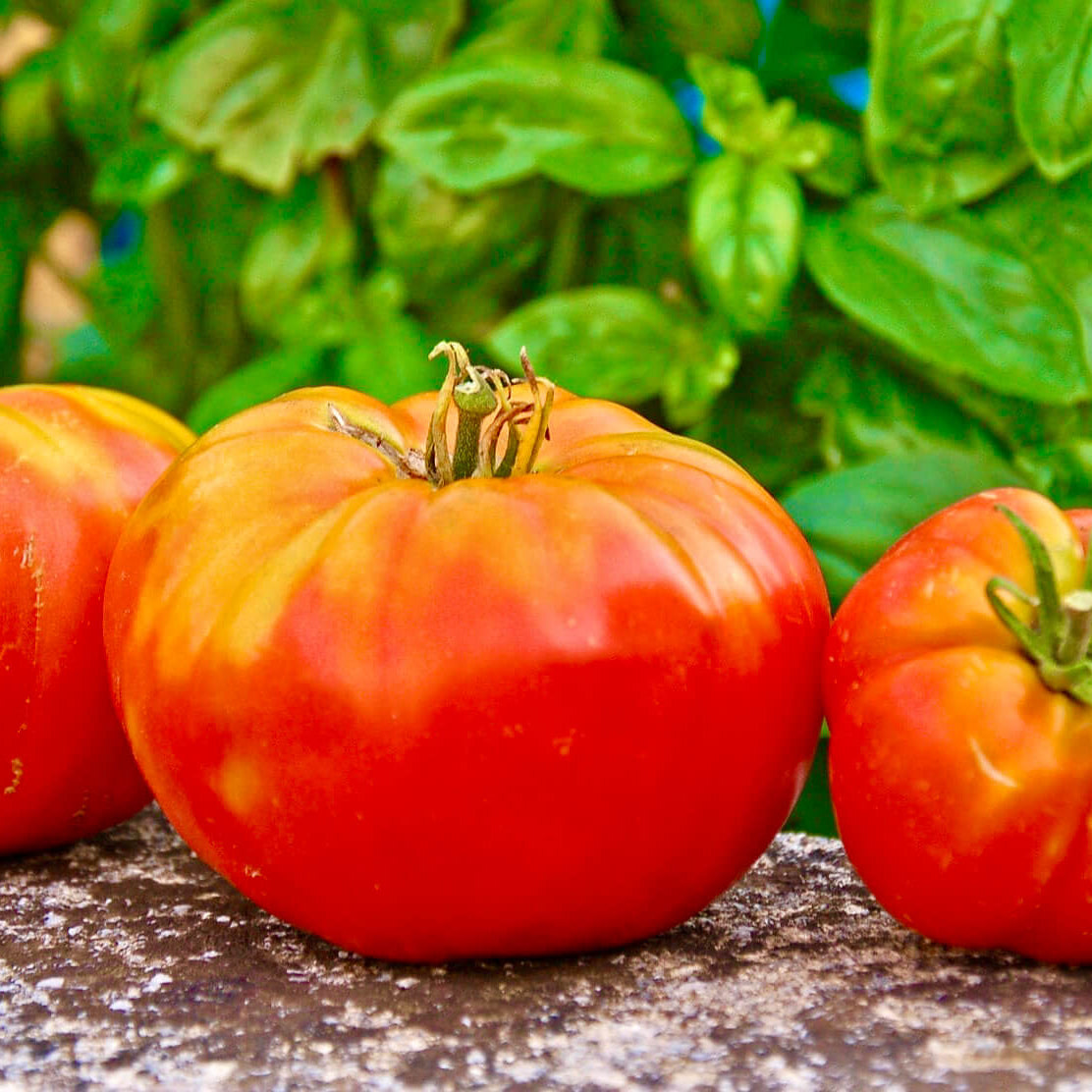 Tomato Seeds – Striped German Red & Yellow