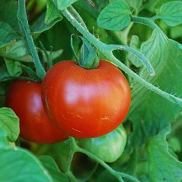 Tomato Seeds – Sub Arctic Plenty