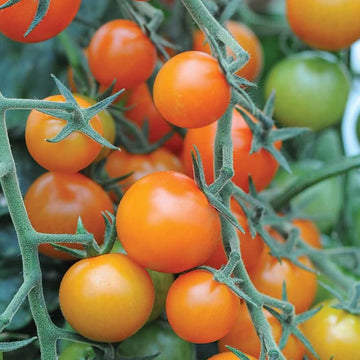 Tomato Seeds – Sungold