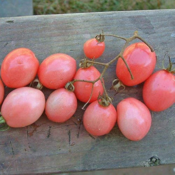 Tomato Seeds – Thai Pink Egg