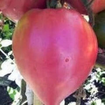 Tomato Seeds – Thick Pink