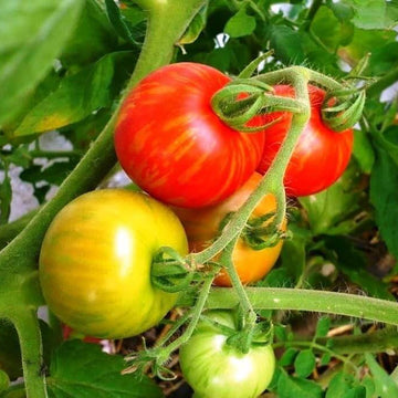 Tomato Seeds – Tigerella