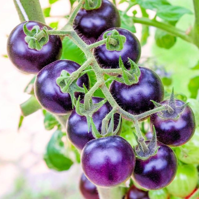 Tomato Seeds – Violet
