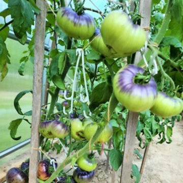Tomato Seeds – Violet Green