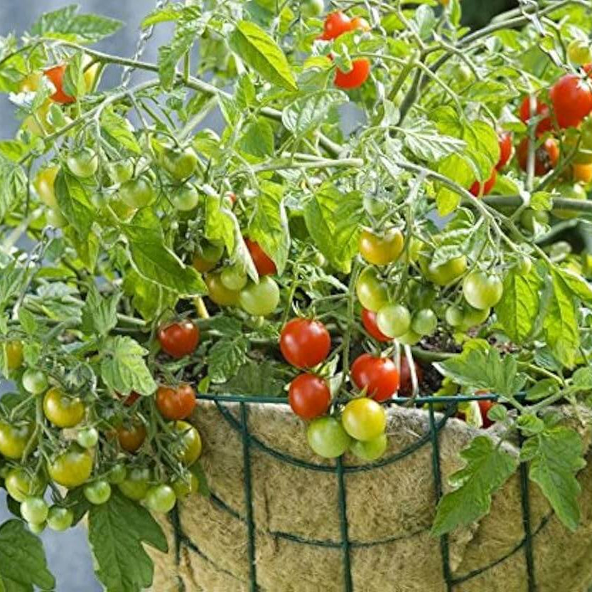 Tomato Seeds – Vishenka Heirloom Cherry