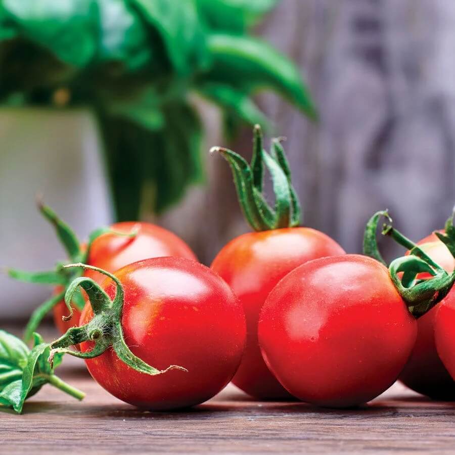 Tomato Seeds – Whopper