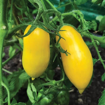 Tomato Seeds – Yellow Banana
