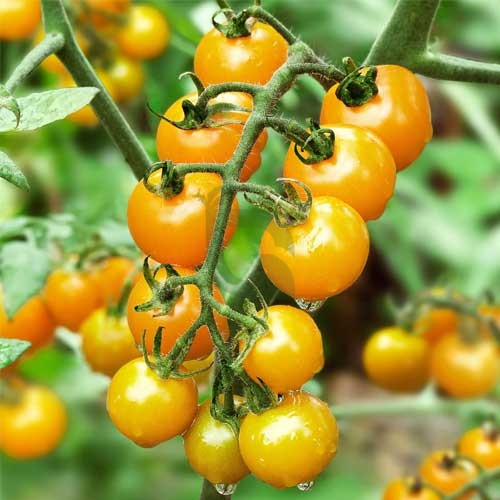 Tomato Seeds – Yellow Cherry
