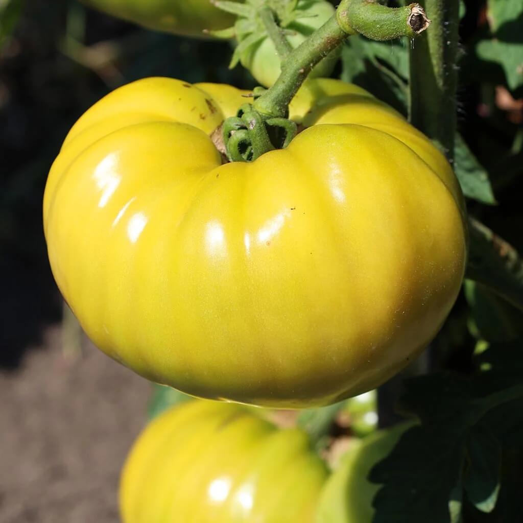Tomato Seeds – Yellow Dixie Golden Giant