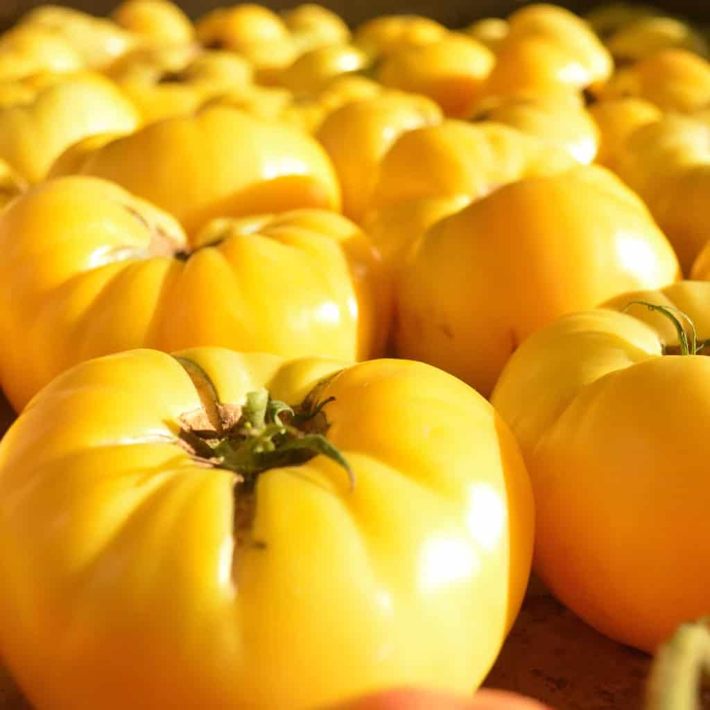 Tomato – Yellow Dixie Golden Giant