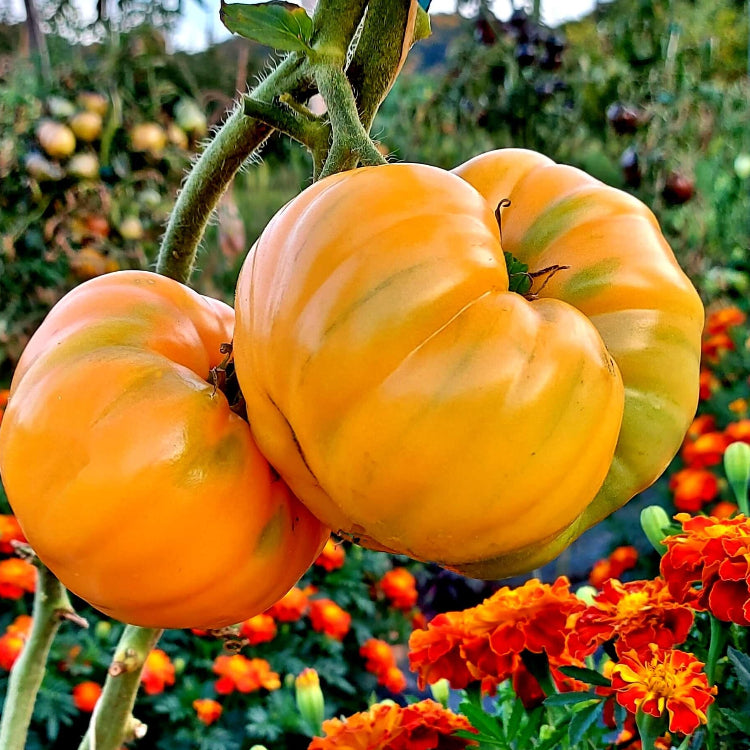 Tomato Seeds – Yellow Giant Belgium