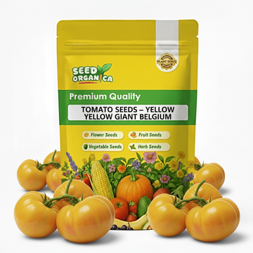 Tomato Seeds – Yellow Giant Belgium
