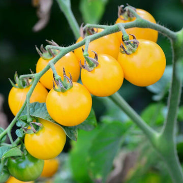 Tomato Seeds – Yellow Grape