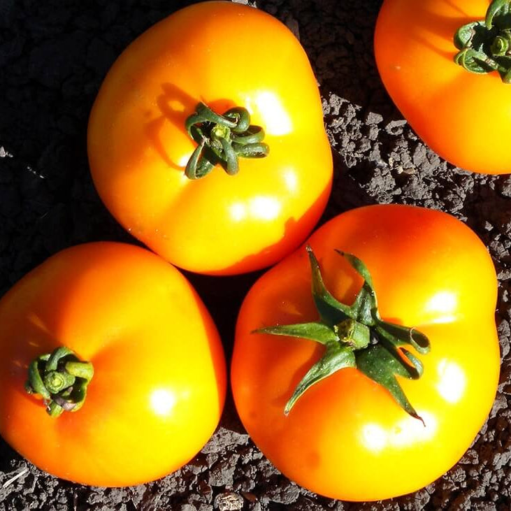 Tomato Seeds – Yellow & Orange Big